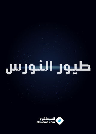 طيور النورس